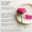 HERITAGE STORE Rosewater - Refreshing Facial Splash for Glowing Skin with Damask Rose - All Skin Types - Rose Water for Face - Made Without Dyes or Alcohol, Hypoallergenic, Vegan, Cruelty Free, 8oz