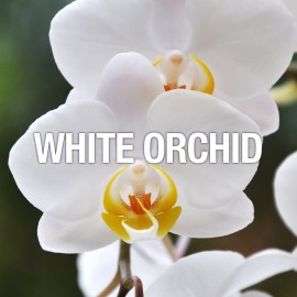 Curve Women\'s Perfume, Eau De Toilette Spray, Curve Crush, 3.4 Fl Oz