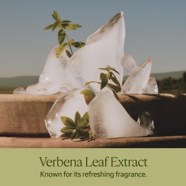 Shea Hands & Body Verbena Liquid Soap 16.9 Oz: Cleanse, Refreshing Lemony Scent, Infused With Shea Extract to Soften, Artisinal Soap Shea Hands & Body Verbena Liquid Soap 16.9 Oz: Cleanse, Refreshing Lemony Scent, Infused With Shea Extract to Soften, Artisinal Soap