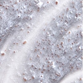 DERMA E Purifying Daily Facial Detox Scrub with Activated Charcoal and Seaweed Extract -Exfoliating Face Scrub Cleanses, Smooths and Brightens, 4oz DERMA E Purifying Daily Facial Detox Scrub with Activated Charcoal and Seaweed Extract -Exfoliating Face Scrub Cleanses, Smooths and Brightens, 4oz