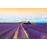 US Organic 100% Pure Lavender Essential Oil, Directly sourced from Bulgaria, USDA Certified Organic, Undiluted, for Diffuser, Humidifier, Massage, Skin, Hair Care, Non GMO, 10 ml 2 Pack
