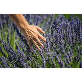 US Organic 100% Pure Lavender Essential Oil, Directly sourced from Bulgaria, USDA Certified Organic, Undiluted, for Diffuser, Humidifier, Massage, Skin, Hair Care, Non GMO, 10 ml 2 Pack US Organic 100% Pure Lavender Essential Oil, Directly sourced from Bulgaria, USDA Certified Organic, Undiluted, for Diffuser, Humidifier, Massage, Skin, Hair Care, Non GMO, 10 ml 2 Pack