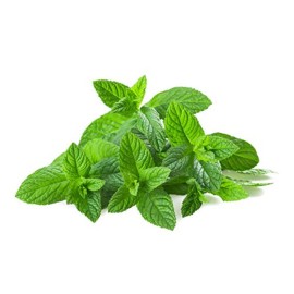 US Organic 100% Pure Spearmint Essential Oil - USDA Certified Organic, Steam Distilled - W/Euro droppers (More Size Variations Available) (10 ml / .33 fl oz) US Organic 100% Pure Spearmint Essential Oil - USDA Certified Organic, Steam Distilled - W/Euro droppers (More Size Variations Available) (10 ml / .33 fl oz)