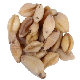 YUVIKA Suranjaan Kadvi | Suranajan Kadwi - Colchicum Luleum - Suranjan Bitter (100 Grams)