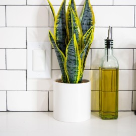 Qdos Safety StayPut Double Outlet Plug Cover - One Plug Covers both Outlets! Secure Fit and Beveled Edges Prevent Small Fingers from Removing Unlike Other Products| Fits All Outlets | 6 pack | White Qdos Safety StayPut Double Outlet Plug Cover - One Plug Covers both Outlets! Secure Fit and Beveled Edges Prevent Small Fingers from Removing Unlike Other Products| Fits All Outlets | 6 pack | White