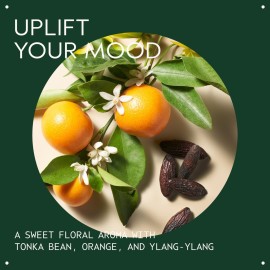 Aveda Cherry Almond Softening Shampoo | Gentle Daily Shampoo | for Normal to Dry Hair | 97% Naturally Derived* | Silicone Free | Iconic Cherry Almond Aroma of Tonka, Orange, Ylang Ylang, 8.5 Fl Oz Aveda Cherry Almond Softening Shampoo | Gentle Daily Shampoo | for Normal to Dry Hair | 97% Naturally Derived* | Silicone Free | Iconic Cherry Almond Aroma of Tonka, Orange, Ylang Ylang, 8.5 Fl Oz