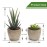 Coitak Artificial Succulent Plants Potted, Assorted Decorative Faux Succulent Potted Fake Cactus Cacti Plants with Pots, Set of 5