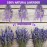 Timoo Dried Lavender Bundles 100 Natural Dried Lavender Flowers for Home Decoration, Photo Props, Home Fragrance, 2 Bundles Pack