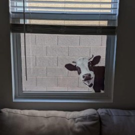 Cute Cow Window Decals, Farmhouse Animal Themed Stickers, Cow Lover Window Cling for Farmhouse Classroom Office Kids\' Room, Perfect for Home Decor, Birthday Gift Idea Cute Cow Window Decals, Farmhouse Animal Themed Stickers, Cow Lover Window Cling for Farmhouse Classroom Office Kids\' Room, Perfect for Home Decor, Birthday Gift Idea