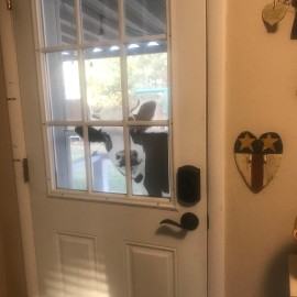 Cute Cow Window Decals, Farmhouse Animal Themed Stickers, Cow Lover Window Cling for Farmhouse Classroom Office Kids\' Room, Perfect for Home Decor, Birthday Gift Idea Cute Cow Window Decals, Farmhouse Animal Themed Stickers, Cow Lover Window Cling for Farmhouse Classroom Office Kids\' Room, Perfect for Home Decor, Birthday Gift Idea