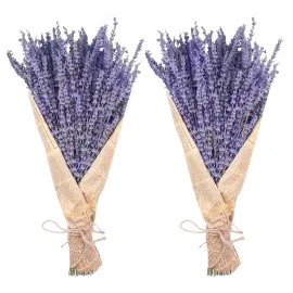 Uieke Dried Lavender Bundles, Natural Dried Lavender Flowers 280-300 Stems 16 for Home Weeding Decoration Flower Arrangements Home Fragrance 2 Bundles