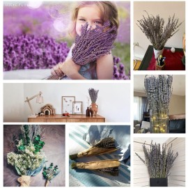 Uieke Dried Lavender Bundles, Natural Dried Lavender Flowers 280-300 Stems 16 for Home Weeding Decoration Flower Arrangements Home Fragrance 2 Bundles Uieke Dried Lavender Bundles, Natural Dried Lavender Flowers 280-300 Stems 16 for Home Weeding Decoration Flower Arrangements Home Fragrance 2 Bundles