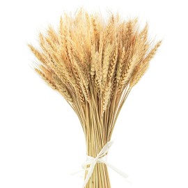 Uieke 17.7 Inches Dried Wheat Stalks, 100 Stems Dried Flowers 100% Natural Wheat for Home Kitchen Wedding Party Table Centerpiece Harvest Wreath Boho Farmhouse DIY Decoration Uieke 17.7 Inches Dried Wheat Stalks, 100 Stems Dried Flowers 100% Natural Wheat for Home Kitchen Wedding Party Table Centerpiece Harvest Wreath Boho Farmhouse DIY Decoration