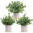 Der Rose 3 Pack Mini Potted Fake Plants Artificial Plastic Eucalyptus Plants for Home Office Desk Farmhouse Room Decor