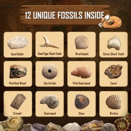 Byncceh Fossil Dig Kit - Educational STEM Science Toys for Kids Ages 6+ - Dig Up 12 Fossils Real & Dinosaur Bones Rocks - Digging Activities Kits - Paleontology, Discovery Gifts for Boys & Girls Byncceh Fossil Dig Kit - Educational STEM Science Toys for Kids Ages 6+ - Dig Up 12 Fossils Real & Dinosaur Bones Rocks - Digging Activities Kits - Paleontology, Discovery Gifts for Boys & Girls