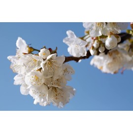 L\'Occitane Delicate Cherry Blossom Hand Cream, Net Wt. 1 oz. L\'Occitane Delicate Cherry Blossom Hand Cream, Net Wt. 1 oz.