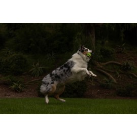 Chuckit! Max Glow Ultra Squeaker Ball, Medium (2.5 Inch Diameter), 1 Pack, for Breeds 20-60 lbs Chuckit! Max Glow Ultra Squeaker Ball, Medium (2.5 Inch Diameter), 1 Pack, for Breeds 20-60 lbs