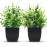 ZJIA 2 Pack Small Fake Plants Black Bathroom Accessories for Home Bedroom Bathroom Kitchen Decor