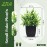 ZJIA 2 Pack Small Fake Plants Black Bathroom Accessories for Home Bedroom Bathroom Kitchen Decor