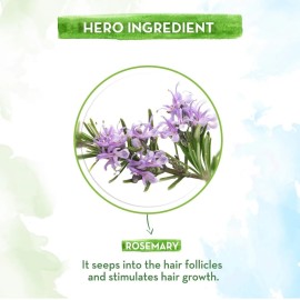 Mamaearth Pure & Natural Rosemary Essential Oil for Hair Growth | Strengthens Hair & Controls Hair Fall | Anti-Thinning Tonic | Suits All Hair Types | 0.51 Fl Oz/15 ml Mamaearth Pure & Natural Rosemary Essential Oil for Hair Growth | Strengthens Hair & Controls Hair Fall | Anti-Thinning Tonic | Suits All Hair Types | 0.51 Fl Oz/15 ml