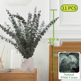 11 PCS Real Dried Eucalyptus Stem for Shower & Bathroom Decor - 17\'\' Large Natural Fresh Eucalyptus Leaves Hanging Plants, Shower Stuff Green Home Vase Decor, DIY 11 PCS Real Dried Eucalyptus Stem for Shower & Bathroom Decor - 17\'\' Large Natural Fresh Eucalyptus Leaves Hanging Plants, Shower Stuff Green Home Vase Decor, DIY