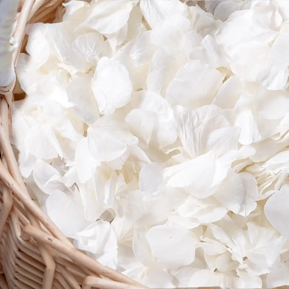 Gifugi 3000+Pcs Real Ivory White Dried Hydrangea Flower Petals - 100% Natural Creamy White Flower Petals for Wedding Confetti, Flower Girl Basket, Romantic Night Decor, DIY Handcrafts (2.12oz) Gifugi 3000+Pcs Real Ivory White Dried Hydrangea Flower Petals - 100% Natural Creamy White Flower Petals for Wedding Confetti, Flower Girl Basket, Romantic Night Decor, DIY Handcrafts (2.12oz)