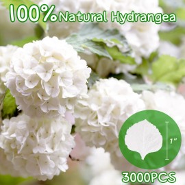 Gifugi 3000+Pcs Real Ivory White Dried Hydrangea Flower Petals - 100% Natural Creamy White Flower Petals for Wedding Confetti, Flower Girl Basket, Romantic Night Decor, DIY Handcrafts (2.12oz) Gifugi 3000+Pcs Real Ivory White Dried Hydrangea Flower Petals - 100% Natural Creamy White Flower Petals for Wedding Confetti, Flower Girl Basket, Romantic Night Decor, DIY Handcrafts (2.12oz)