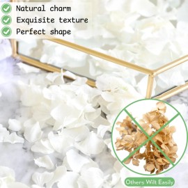 Gifugi 3000+Pcs Real Ivory White Dried Hydrangea Flower Petals - 100% Natural Creamy White Flower Petals for Wedding Confetti, Flower Girl Basket, Romantic Night Decor, DIY Handcrafts (2.12oz) Gifugi 3000+Pcs Real Ivory White Dried Hydrangea Flower Petals - 100% Natural Creamy White Flower Petals for Wedding Confetti, Flower Girl Basket, Romantic Night Decor, DIY Handcrafts (2.12oz)