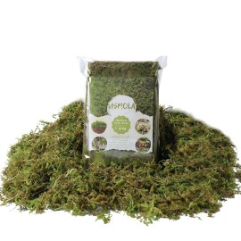 USMOLA Fake Green Moss for Potted Plants, 4OZ Artificial Moss for DIY Crafts, Faux Moss for Table Centerpieces Fairy Garden Decor (Fresh Green 140gr) USMOLA Fake Green Moss for Potted Plants, 4OZ Artificial Moss for DIY Crafts, Faux Moss for Table Centerpieces Fairy Garden Decor (Fresh Green 140gr)