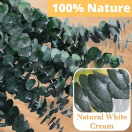 12 Pcs Dried Eucalyptus for Shower Hanging - 17\'\' Real Large Preserved Eucalyptus Stems Green Home Decor, 100% Made from Fresh Eucalyptus Leaves, Bathroom Shower Decor, Wedding, DIY 12 Pcs Dried Eucalyptus for Shower Hanging - 17\'\' Real Large Preserved Eucalyptus Stems Green Home Decor, 100% Made from Fresh Eucalyptus Leaves, Bathroom Shower Decor, Wedding, DIY