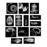 Roylco R5910 Animal X-Ray Set, 8 x 10 Size