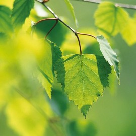 Weleda Birch Body Cleansing Scrub, 5 Fluid Ounce, Plant Rich Cleanser with Birch and Apricot Kernel Oils