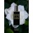 Robert Piguet Gardenia Eau de Parfum Spray - Floral Perfume for Women with Notes of Gardenia, Vanilla & Leather - Made in France, 3.4 Fl Oz