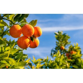 Cali Baronessa Tarocco Sicilian Red Orange Nourishing Lip Balm - Repairs and Nourishes Lips - 0.15 Ounce Each, Pack of 3 Cali Baronessa Tarocco Sicilian Red Orange Nourishing Lip Balm - Repairs and Nourishes Lips - 0.15 Ounce Each, Pack of 3