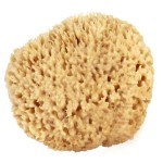 Sea Wool Sponge 4-5 (Small) by Bath & Shower Express  Natural Authentic Renewable Resource for Women & Men Esponja for Exfoliating and Washing Body
