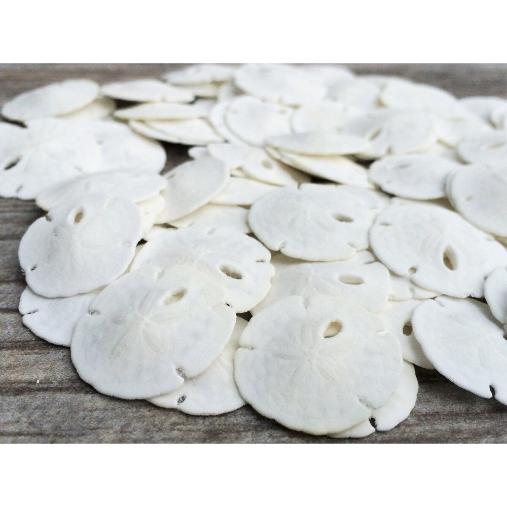 Real Sand Dollars Under 1 (100 Pack) - Sand Dollar Wall Art & Ornament Set - Beach Wedding Decor - Nautical Party Table Decor - Mini Shells for Crafts - Coastal Gifts
