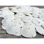 Real Sand Dollars Under 1 (100 Pack) - Sand Dollar Wall Art & Ornament Set - Beach Wedding Decor - Nautical Party Table Decor - Mini Shells for Crafts - Coastal Gifts