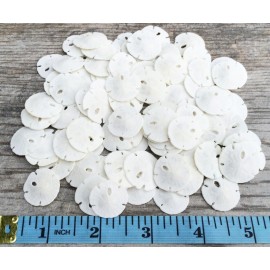 Real Sand Dollars Under 1 (100 Pack) - Sand Dollar Wall Art & Ornament Set - Beach Wedding Decor - Nautical Party Table Decor - Mini Shells for Crafts - Coastal Gifts