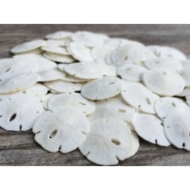 Real Sand Dollars Under 1 (100 Pack) - Sand Dollar Wall Art & Ornament Set - Beach Wedding Decor - Nautical Party Table Decor - Mini Shells for Crafts - Coastal Gifts