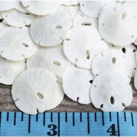 Real Sand Dollars Under 1 (100 Pack) - Sand Dollar Wall Art & Ornament Set - Beach Wedding Decor - Nautical Party Table Decor - Mini Shells for Crafts - Coastal Gifts