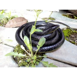 Brandon-super Realistic Rubber Black Snake 52 Inch Long Scare Toy