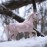 Breyer Freedom Series Aurora: 1:12 Scale Fantasy Unicorn Toy Figure - Model 62059