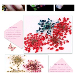 YesLady Nail Art Natural Real Dried Flowers 3D Art DIY Manicure Sticker Accessories 12 Colors YesLady Nail Art Natural Real Dried Flowers 3D Art DIY Manicure Sticker Accessories 12 Colors