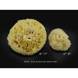 Premium Natural Sea Wool Sponges - 2 Soft Real Sponges 6-7 (Large) & 3- 4 (Medium); Perfect Luxury Gift for Bath, Shower and Cosmetic Facial Cleansing by Constantia Beauty
