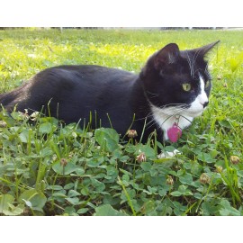 Shelter Pets: Peppa The Tuxedo Cat - 10 Black and White Plush Toy Stuffed Animals - Based on Real-Life Adopted Pets - Benefiting The Kitten and Cats Animal Shelters They were Adopted from