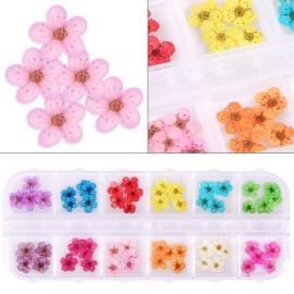 KISSBUTY 12 Colors Dried Flowers for Nail Art, Mini Real Natural 3D Applique Nail Decoration Sticker for Tips Manicure Decor (Daffodils) KISSBUTY 12 Colors Dried Flowers for Nail Art, Mini Real Natural 3D Applique Nail Decoration Sticker for Tips Manicure Decor (Daffodils)