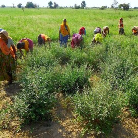 Henna, Indigo & Amla Powder - Light Brown Hair Dye - Fresh & Pure Organic - 7oz - Indian Natural Hair Care Henna, Indigo & Amla Powder - Light Brown Hair Dye - Fresh & Pure Organic - 7oz - Indian Natural Hair Care