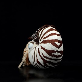 ZHONGXIN MADE Simulation Nautilus Plush Toy - Lifelike Real Life Chambered Nautilus Stuffed, Animal Toy Soft Sea Life Toys Gifts for Kids, 8 Inches