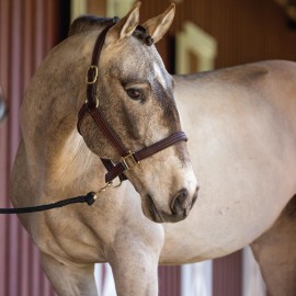 Breyer Horses Traditional Series | Cossaco - Lusitano | Horse Figurine | 11.25 L x 9 H | Model 1885