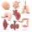 GUFOPONAS 2 Inch 8PCS Human Body Model for Kids Mini Fake Body Parts Sets Human Anatomy Model Anatomy and Physiology Good Tools Students Sciences Learning Kit for Boys Girls Kids
